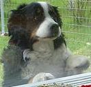 Bernese Mountain Dog